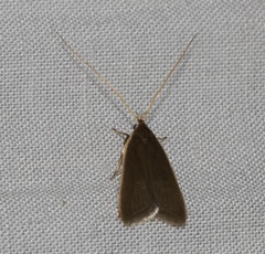 Homaloxestis multidentalis