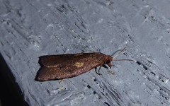 Planotortrix excessana