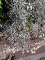 Senecio viravira