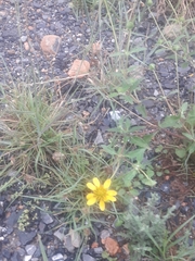 Tetragonotheca texana