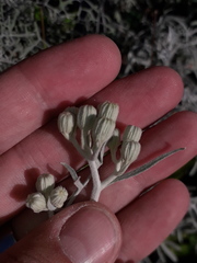 Senecio viravira