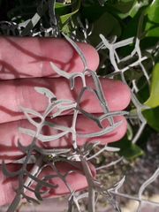 Senecio viravira