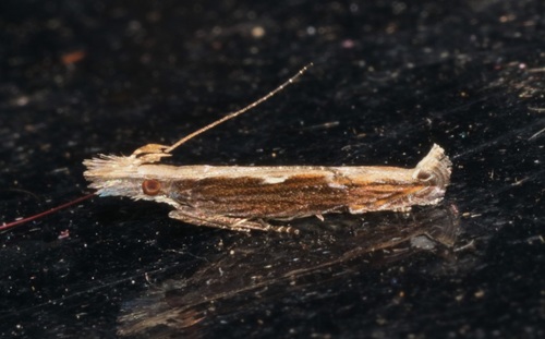 Hypatima spathota (Meyrick, 1913)
