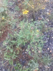 Tetragonotheca texana