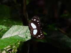 Neptis praslini