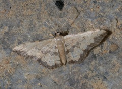 Idaea phaeocrossa