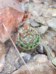 Mammillaria rettigiana