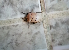 Augocoris