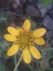 Tetragonotheca texana