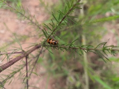 Coleoptera