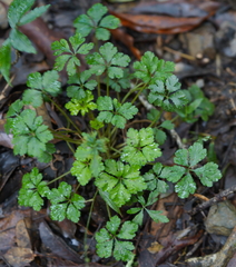 Sanicula petagnioides
