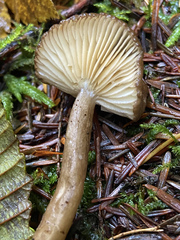 Lactarius fallax