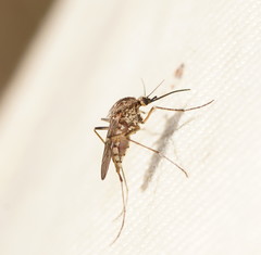 Aedes sagax