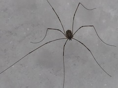 Leptobunus parvulus