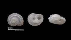 Pseudoliotia asteriscus