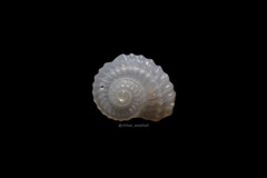 Pseudoliotia asteriscus