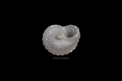 Pseudoliotia asteriscus