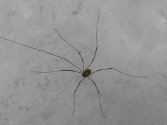 Leptobunus parvulus