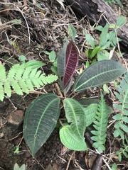 Miconia calvescens