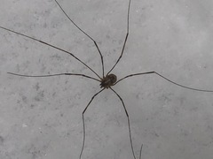 Leptobunus parvulus