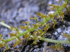 Oberonia caulescens