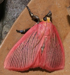 Arctioblepsis rubida