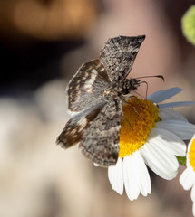 Chiomara georgina pelagica