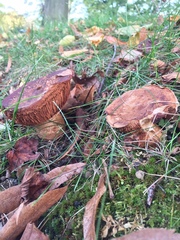 Cortinarius flavescentipes