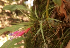 Tillandsia tenuifolia