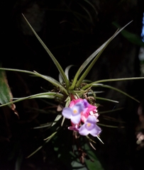 Tillandsia tenuifolia