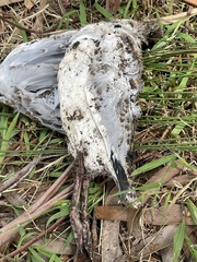 Chroicocephalus novaehollandiae