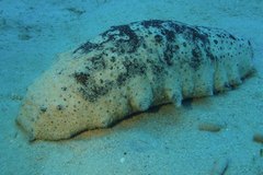 Holothuria fuscogilva