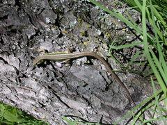 Takydromus hsuehshanensis