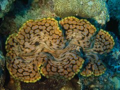 Tridacninae