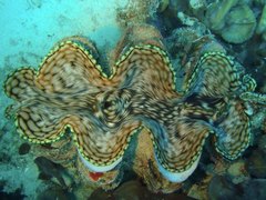 Tridacninae