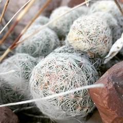 Mammillaria lasiacantha