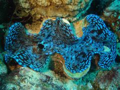 Tridacninae