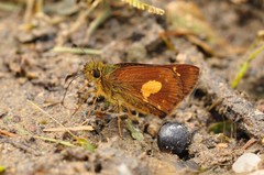 Dalla mesoxantha