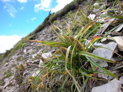 Carex satsumensis