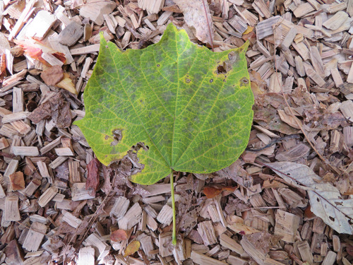 Alangium platanifolium, photograph 6