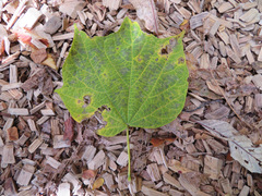 Alangium platanifolium