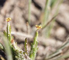 Podotheca angustifolia