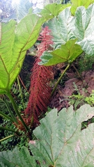 Gunnera insignis