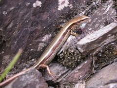 Sphenomorphus taiwanensis