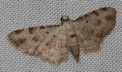 Bosara emarginaria