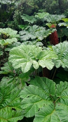 Gunnera insignis