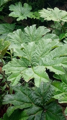 Gunnera insignis