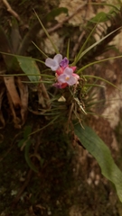 Tillandsia tenuifolia