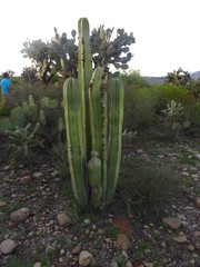Lophocereus marginatus