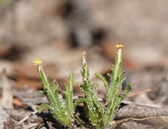 Podotheca angustifolia